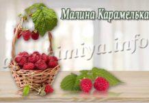 Сорт малины Карамелька