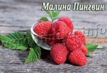 Сорт малины Пингвин