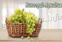 Сорт винограда Аркадия