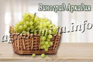 Сорт винограда Аркадия