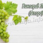 Сорт винограда Лора (Флора)