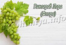 Сорт винограда Лора (Флора)