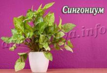 Цветок Сингониум (Syngonium)