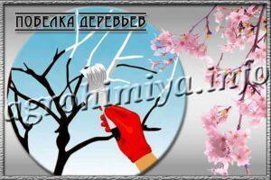 Побелка деревьев весной