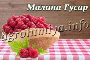 Сорт малины Гусар