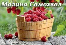 Сорт малины Самохвал