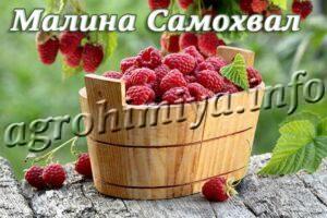 Сорт малины Самохвал