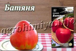Сорт томатов Батяня