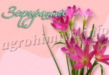 Цветы Зефирантес