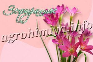 Цветы Зефирантес