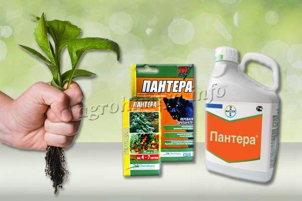 Пантера может применяться против сорняков на разных стадиях их развития