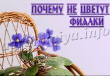 Почему не цветут фиалки