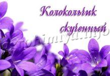 Цветок Колокольчик скученный