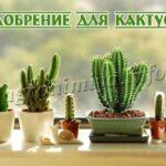 Удобрение для кактусов