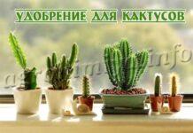 Удобрение для кактусов